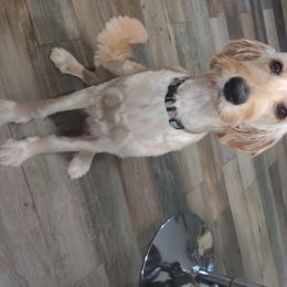 Belle - Goldendoodle