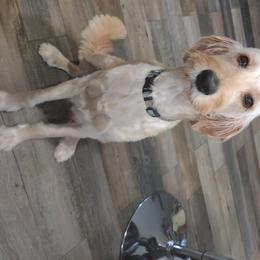 Belle - Goldendoodle