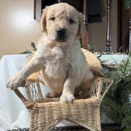 Boy 2 - male Golden Retriever puppy in Lynn, Indiana from Four Seasons