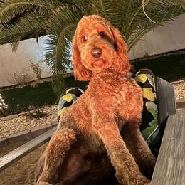Goldendoodle All Grown Up from Doodle Couture Las Vegas