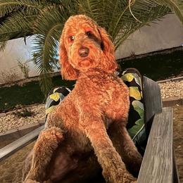 Goldendoodle All Grown Up from Doodle Couture Las Vegas