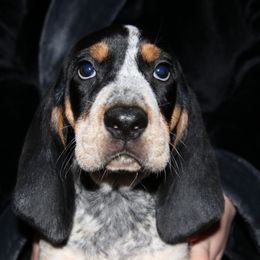 Hulk - Blue ticked and tan male Bluetick Coonhound puppy in Puyallup, Washington from Puyallup Bluetick Coonhounds