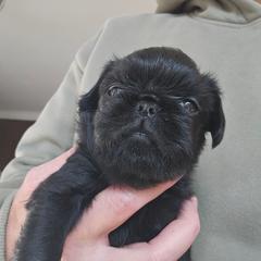 Rough Girl - Black female Brussels Griffon puppy in Fyffe, Alabama from BamaBrussels