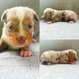 Red Merle male - Red merle male Toy Australian Shepherd puppy in Brooker, Florida from Honey, I Shrunk the Aussies