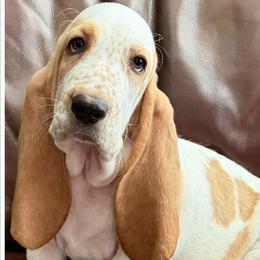 Green collar Male - Red and white male Basset Hound puppy in Columbia, South Carolina from Pawmetto Hounds