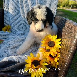 Charlie - Parti male Poodle puppy in Detroit, Michigan from QaeQaePups LLC