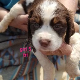 Girl 5 - Liver white and tan female English Springer Spaniel puppy in St. Louis, Michigan from Jo's Gems Springer