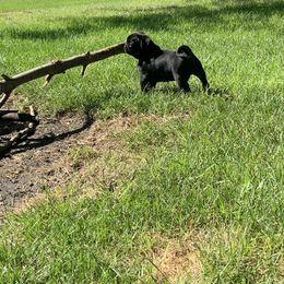 Pug All Grown Up from Katy Holland