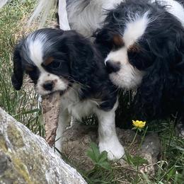 Birdy - Cavalier King Charles Spaniel