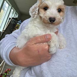 Leonardo - Buff and white male Cockapoo puppy in Ellensburg, Washington from Dawn to Dusk Cockapoos