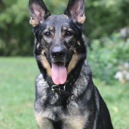 Dracarys - German Shepherd