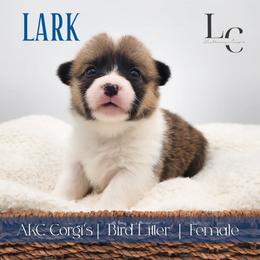 Lark - Sable female Pembroke Welsh Corgi puppy in Pine Village, Indiana from NL Horsemanship
