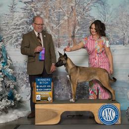 Maple - Xoloitzcuintli