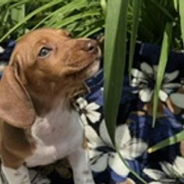 Dachshunds and English Toy Spaniels from Draggonfly Manor