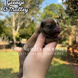 George O'Malley - Fawn male French Bulldog puppy in Loxahatchee, Florida from Blue Wonder Frenchies