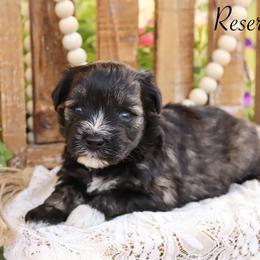Miniature Schnauzer and Poodle Puppies from Crystal Rose Canines