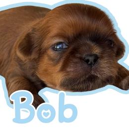 Bob - Red and tan male Shih Tzu puppy in San Tan Valley, Arizona from My Puppy Tzu