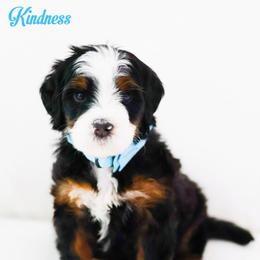 Kindness - Black tri-color male Aussiedoodle puppy in Diamond Bar, California from Furrytaildoodles