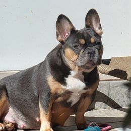 Valky - French Bulldog