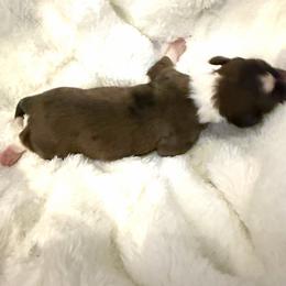Boy 3 - Blue merle male Aussiedoodle puppy in Martin County, Florida from Biggie Ranch