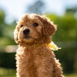 Bernedoodles and Goldendoodles from Dallas Doodles LLC