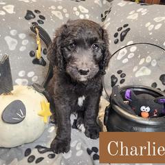 Double Doodle and Labradoodle Puppies from Superdoodles of San Antonio