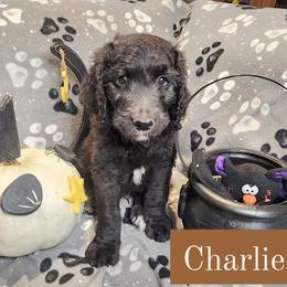 Double Doodle and Labradoodle Puppies from Superdoodles of San Antonio