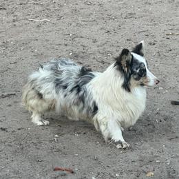 Dutton - American Corgi