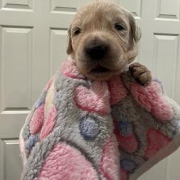 Lola - Light golden female Golden Retriever puppy in Blaine, Washington from Freedom Retrievers