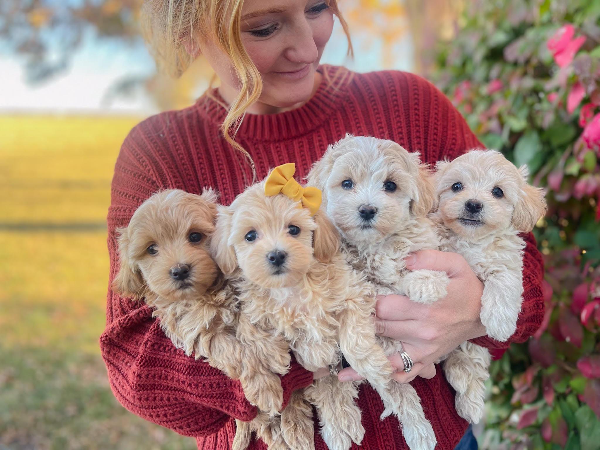 オリジナル 子株 veitchii Auburn  AR OC pup Platycerium Veitchii Auburn River pup – HCorchids