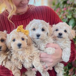 Assorted Doodle Crosses, Cotons de Tulear, and Poodles from Auburn Hill Puppies