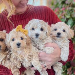 Assorted Doodle Crosses, Cotons de Tulear, and Poodles from Auburn Hill Puppies