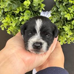 Brown Boy - Parti male Miniature Schnauzer puppy in Oneonta, Alabama from Murphree Valley Kennels