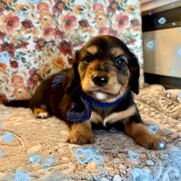 Jack - Black and tan male Dachshund puppy in Aiken, South Carolina from State Eight Dachshunds