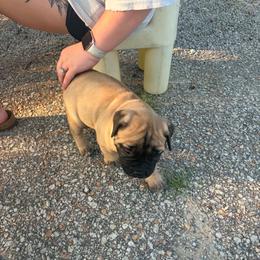 Diamond - Fawn female Bullmastiff puppy in South Attleboro, Massachusetts from Bessettes Bullies