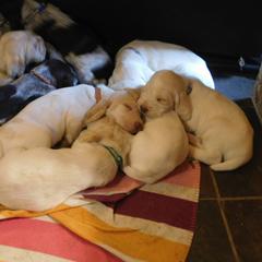 Spinone Italiano Puppies from Maple Hollow Spinone
