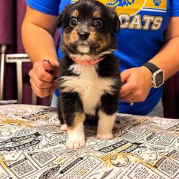 Hermione - Black tri-color female Australian Shepherd puppy in Evart, Michigan from Torry's Full Draw Aussie’s