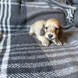 Santa - Cream male Dachshund puppy in Perris, California from Doxie_pupps