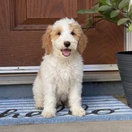 Anthony - Parti male Goldendoodle puppy in Barstow, California from Golden Desert Doodles