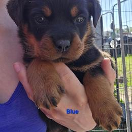 Blue - Black and mahogany male Rottweiler puppy in Tangent, Oregon from Raya's Royals
