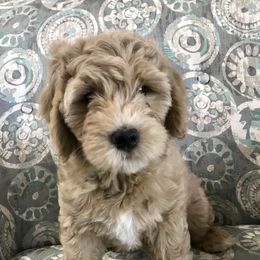 Goldendoodle and Bearded Retriever Puppies from Emma Lee Doodles