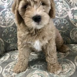Goldendoodle and Bearded Retriever Puppies from Emma Lee Doodles