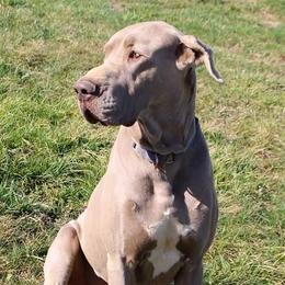 LEGION - Great Dane