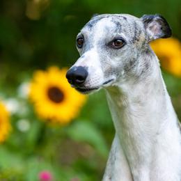 Whippets from Kathryn Clark's Whippets