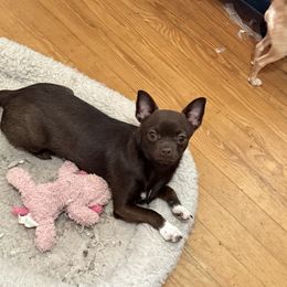 Izzy - Chihuahua