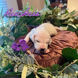 Ruckus - White and black female Dalmatian puppy in Mount Vernon, Missouri from Spots & Spirals