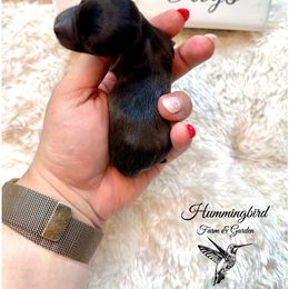 Yorkshire Terrier Puppies from Hummingbird Farm & Gardens