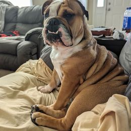 Georgia - Bulldog