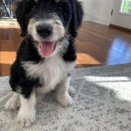 Bernedoodle Puppies from Sunset Family Farm
