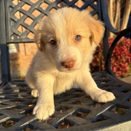 Cheesecake - White and gold female Border Collie puppy in Mckinney, Texas from Border Collies of Ruidoso